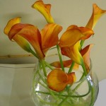 calla lily in vase