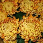 standard Chrysanthemum