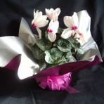 Cyclamen Plant