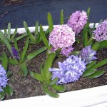 Hyacinth flower