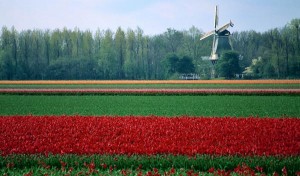 lovely tulips growing in Holland