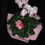 cyclamen 1088