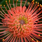 spring flowers in Nelson New Zealand