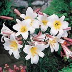 Christmas lilies